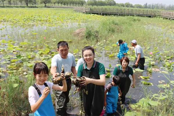 「北京户外」2024挖藕挑战周末营（1日）带孩子走进荷塘，体验真正的农事乐趣!