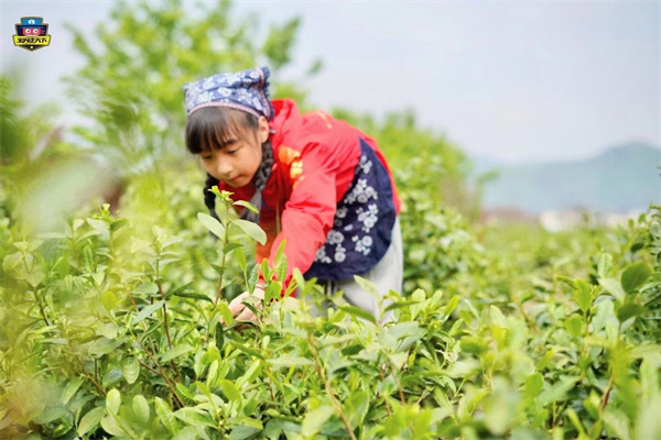 「北京户外」2025北京【一起“趣“采茶】周末营（1天）古法制茶+秘制叫花鸡