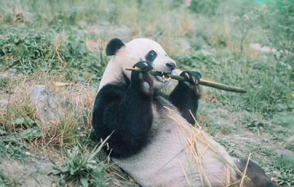 「四川义工」2022熊猫保护国庆夏令营（5天）丨限时参与外交图书编纂
