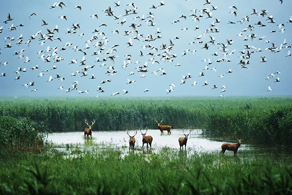 「江苏自然」2024黄海湿地保护夏令营（5天）世界自然遗产新项目，带你“环游地球”！