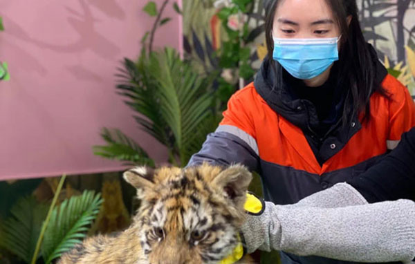 「湖南研学」2021长沙东北虎保护国庆夏令营（5天）丨你还在撸猫撸狗嘛？和我们一起去撸