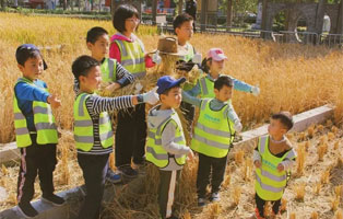 「上海户外 」2020秋季爆款 | 市中心收割黄金水稻？你一定不是最后一个知道的！（1天）