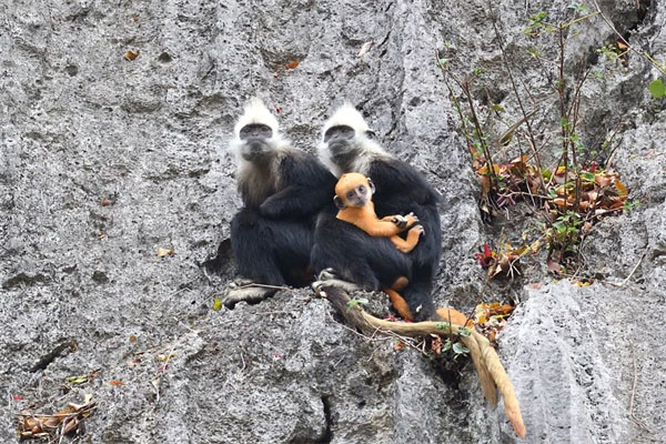 「广西研学」2026崇左自然探险亲子冬令营（6天）寻找白头叶猴，发现生命的理想家园