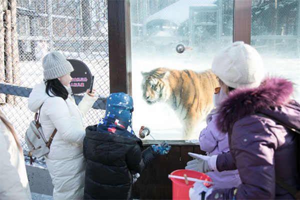 「黑龙江研学」2026哈尔滨伊春觅雪冰城独立/亲子冬令营（6天）东北虎林园+滑雪初体验